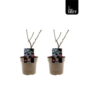 FICUS CAR BROWN TURK