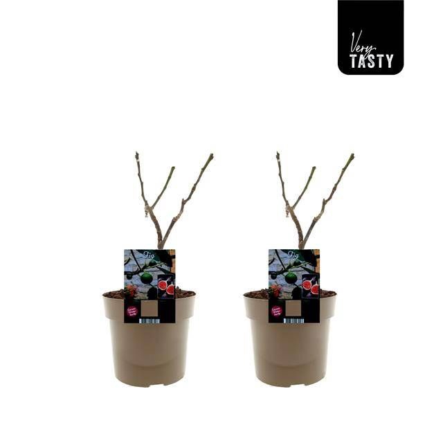 <h4>FICUS CAR BROWN TURK</h4>
