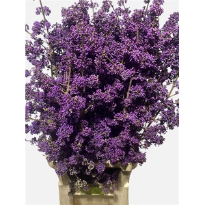 Callicarpa Bod Profu
