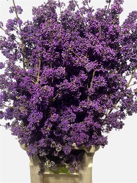 <h4>Callicarpa Bod Profu</h4>
