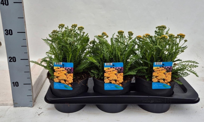 Achillea millefolium