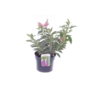 Buddleja Butterfly Candy Little Cerise