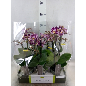 Phalaenopsis multi. 'Bubbles'