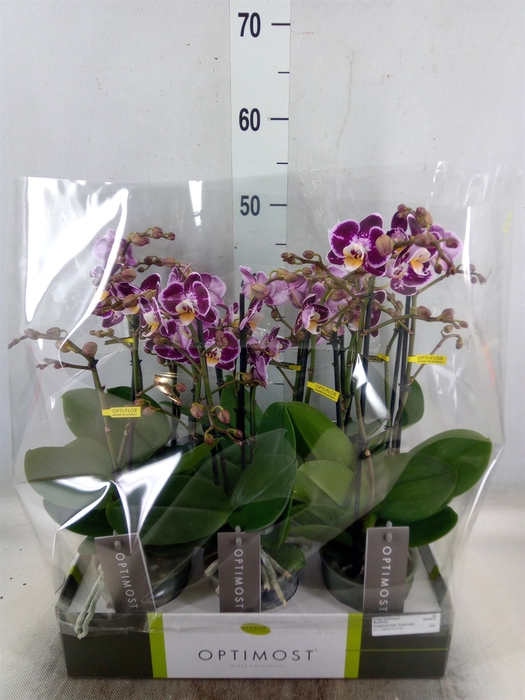 <h4>Phalaenopsis multi. 'Bubbles'</h4>