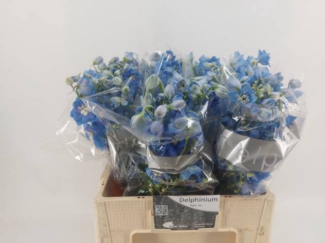 <h4>DELPH DU CENT SKYBLU</h4>