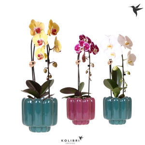 Kolibri Orchids Cascade Niagara Fall mix 1 spike in Retro pot green mix