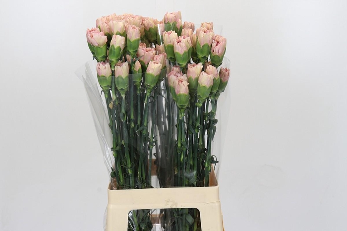 <h4>Dianthus St Creola</h4>