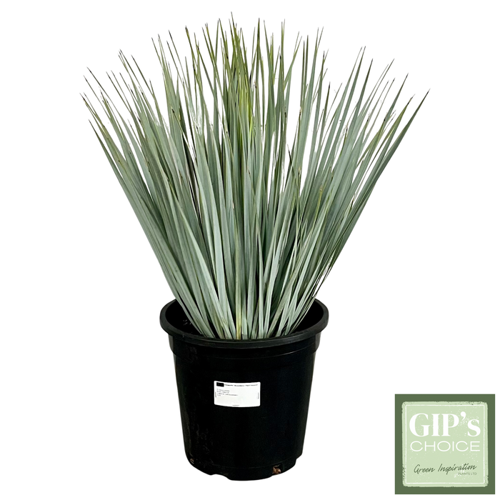 <h4>Yucca rostrata C10</h4>