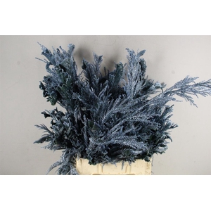 Cryptomeria Metallic L.blue