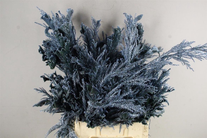 <h4>Cryptomeria Metallic L.blue</h4>