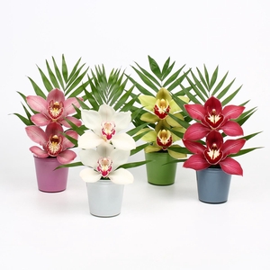 CYMB VERPAKT P BLOEM 9294
