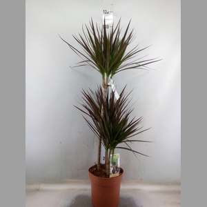 Dracaena marg. 'Magenta'