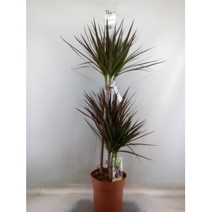 Dracaena marg. 'Magenta'