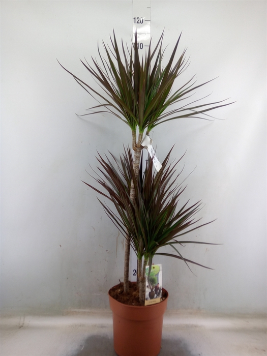 <h4>Dracaena marg. 'Magenta'</h4>