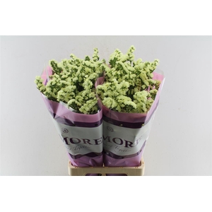 Lim S Yello Sun Bird