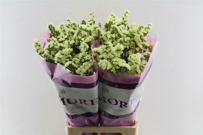 <h4>Lim S Yello Sun Bird</h4>