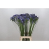 Agapanthus Blue Heaven