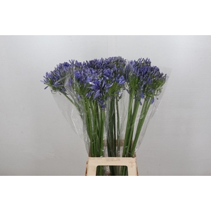 Agapanthus Blue Heaven