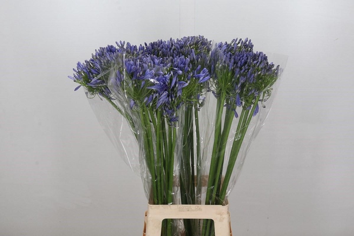 <h4>Agapanthus Blue Heaven</h4>