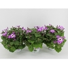Senecio Senetti 2-kleurig Magenta Bicolor