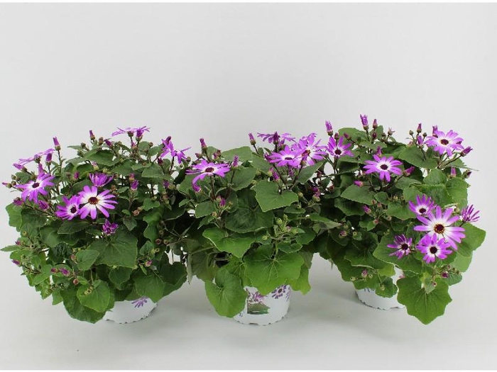 <h4>Senecio Senetti 2-kleurig Magenta Bicolor</h4>