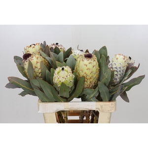 Protea Barbigera Ice Queen Air