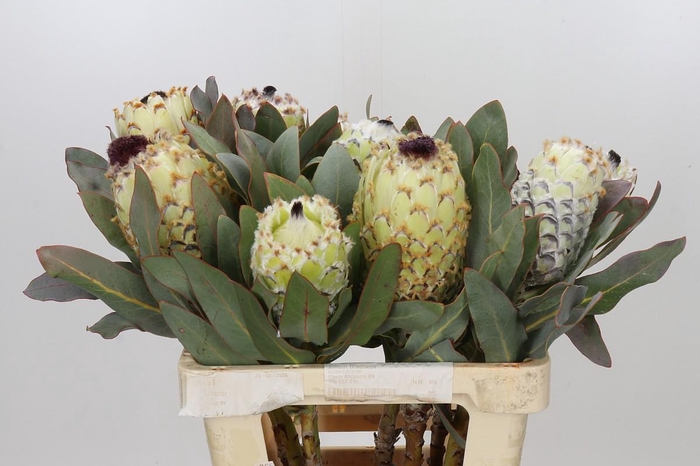 <h4>Protea Barbigera Ice Queen Air</h4>