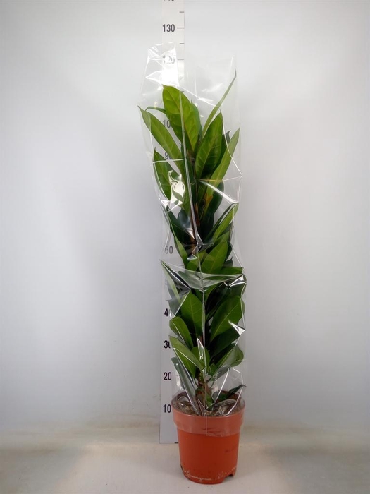 <h4>Ficus cyathistipula</h4>