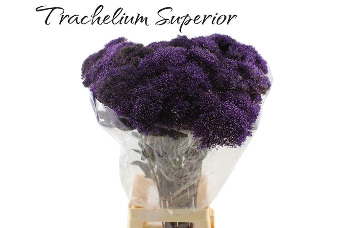 <h4>Trach Lake Superior</h4>