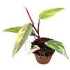 Philodendron strawberry shake