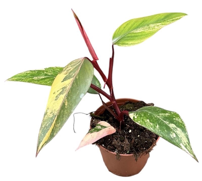 Philodendron strawberry shake
