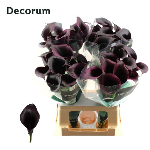 <h4>Calla Odessa Future Decorum</h4>