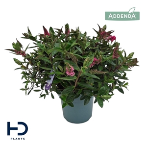 Hebe Addenda Elsa XL struik p17