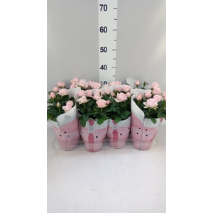 Rosa  'Amorosa Infinity Soft Pink'