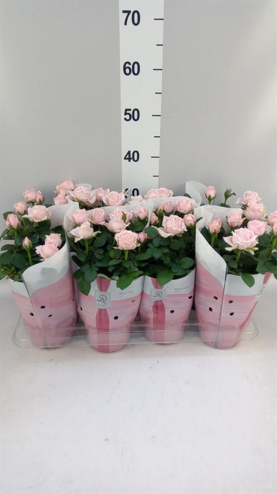 <h4>Rosa  'Amorosa Infinity Soft Pink'</h4>