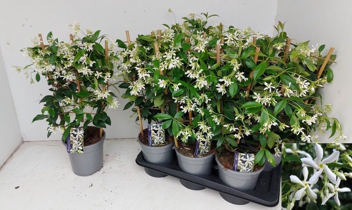 <h4>TRAC JASMINOIDES</h4>