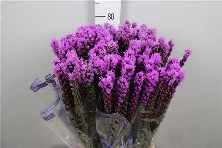 <h4>Liatris Callilepis</h4>
