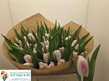 <h4>Tu En Dutch Pearl</h4>