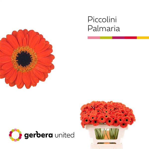 <h4>Ge Mi Piccolini Palmaria United</h4>