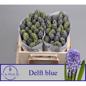 HYAC DELFT BLUE