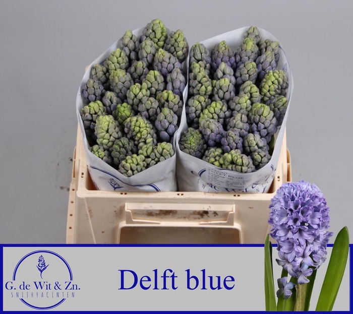 <h4>HYAC DELFT BLUE</h4>