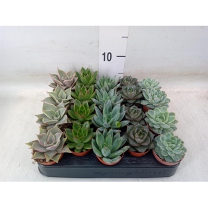 Echeveria   ...mix