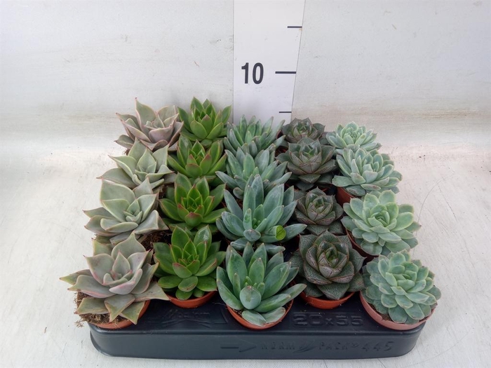 <h4>Echeveria   ...mix</h4>