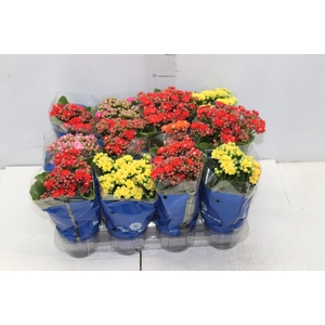 KALANCHOE DOBRADO MINI P09
