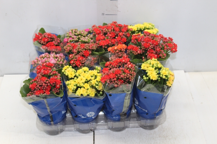 <h4>KALANCHOE DOBRADO MINI P09</h4>