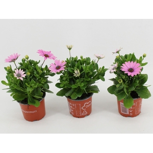 Osteospermum Margarita Lilac