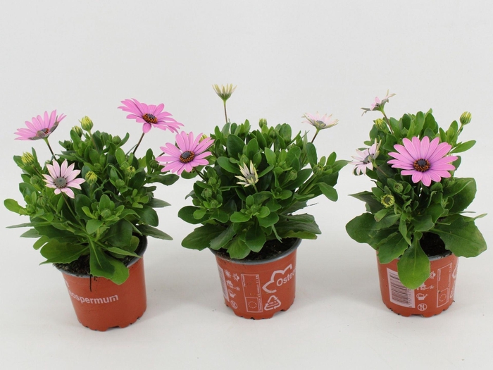 <h4>Osteospermum Margarita Lilac</h4>