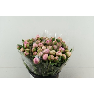 Paeo L Angel Cheeks 45cm