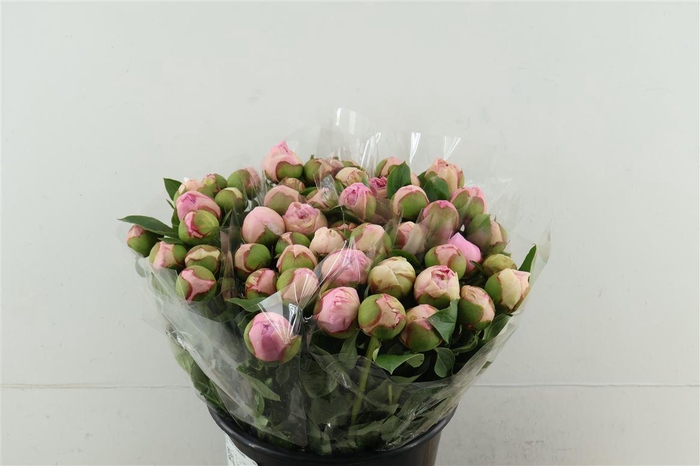 <h4>Paeo L Angel Cheeks 45cm</h4>