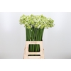 Ornithogalum Saundersiae